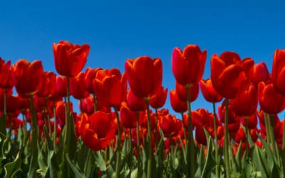 Heathy Eyes for Your Best Possible Tulip Time Experience